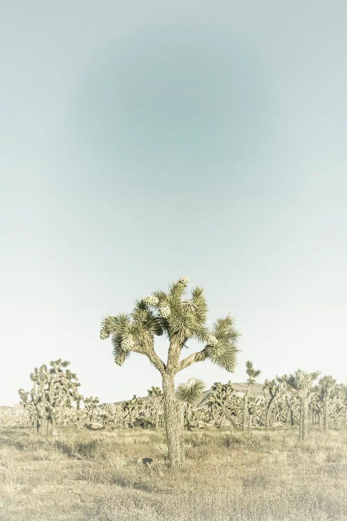 Joshua Tree National Park | Vintage