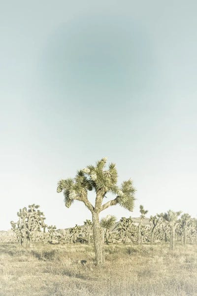 Joshua Tree National Park: Joshua Tree National Park | Vintage by Melanie Viola