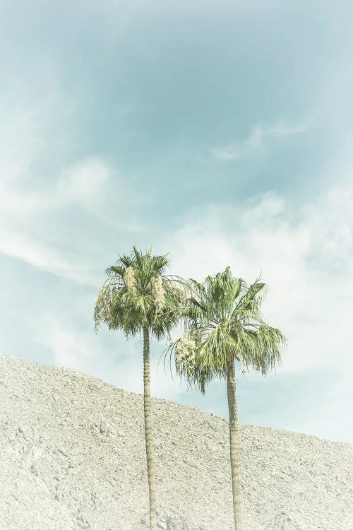 Palm Trees In The Desert | Vintage