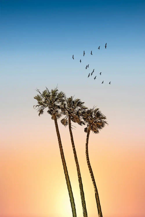 Palm Trees At Sunset