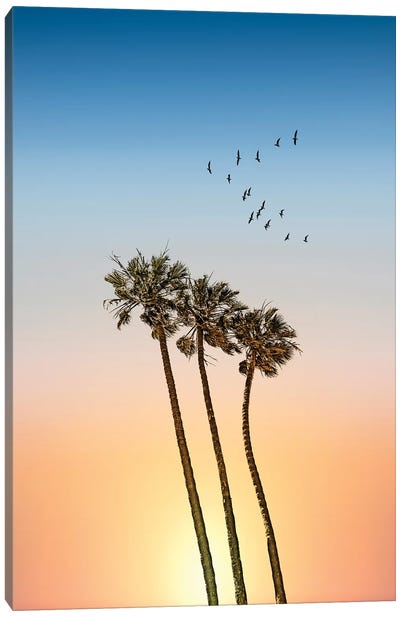 Palm Trees At Sunset Canvas Art Print - Melanie Viola