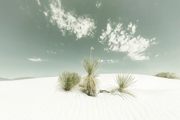 New Mexico: White Sands Vintage by Melanie Viola