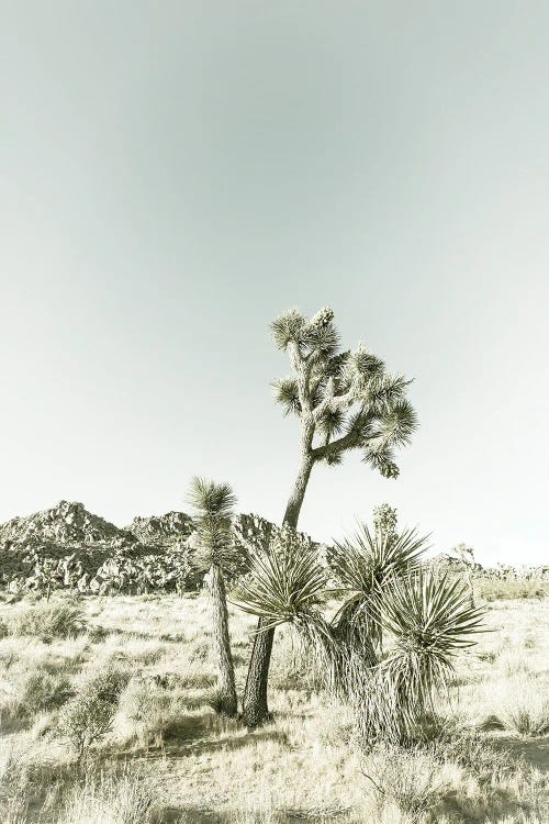 Vintage Joshua Trees