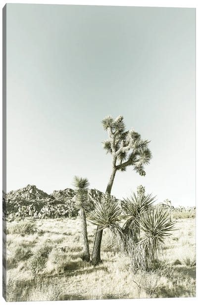 Vintage Joshua Trees Canvas Art Print - Desert Landscape Photography