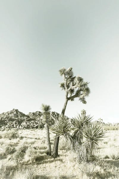 Joshua Tree National Park: Vintage Joshua Trees by Melanie Viola