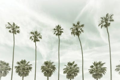 La Jolla Vintage Palm Trees by Melanie Viola metal wall art