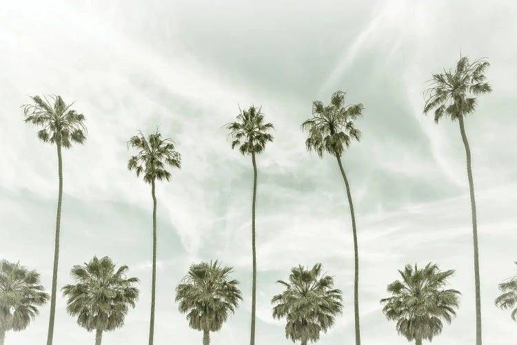 La Jolla Vintage Palm Trees