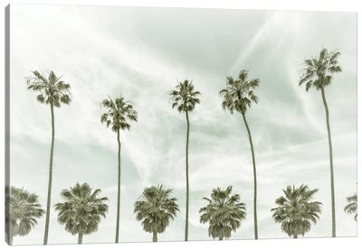La Jolla Vintage Palm Trees Canvas Art Print - San Diego Art