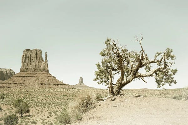 Monument Valley: Monument Valley West Mitten Butte And Tree | Vintage by Melanie Viola