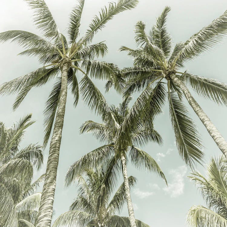 Lovely Palm Trees | Vintage