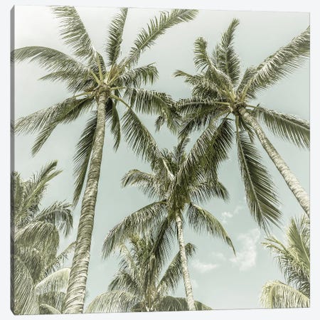 Lovely Palm Trees | Vintage Canvas Print #MEV539} by Melanie Viola Canvas Wall Art