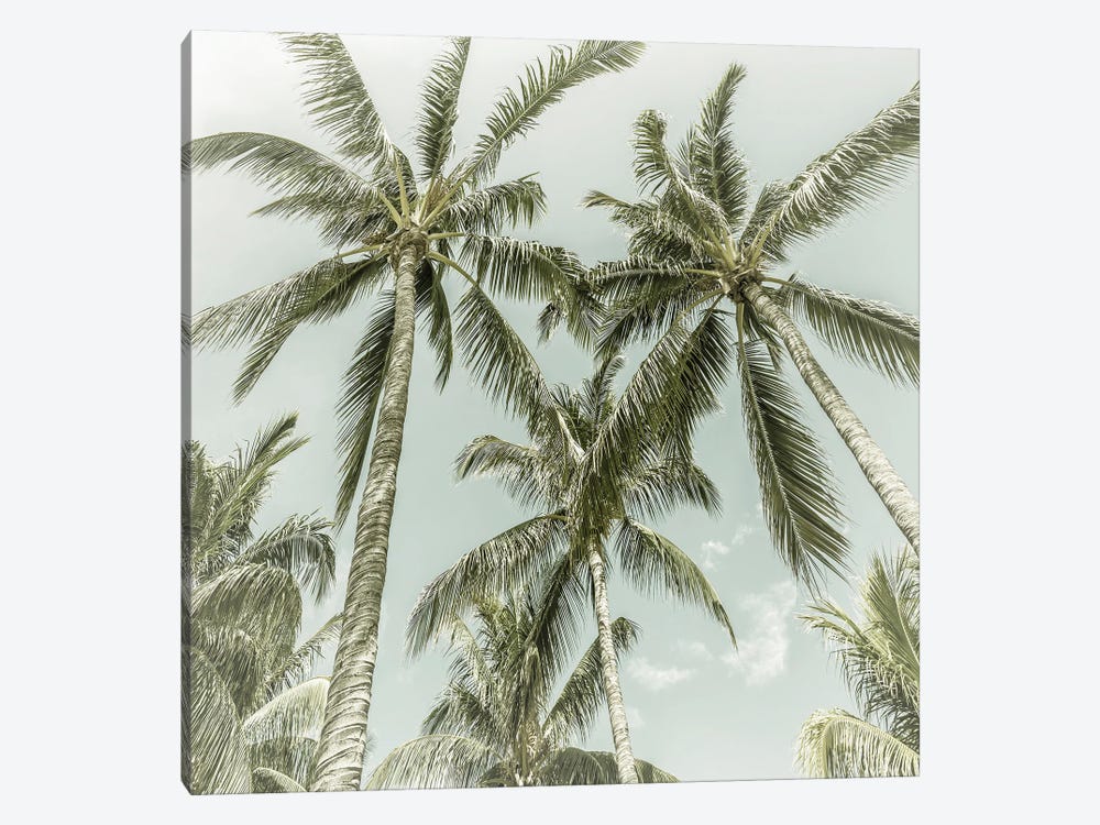 Lovely Palm Trees | Vintage by Melanie Viola 1-piece Canvas Wall Art