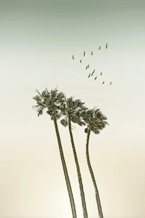 Palm Trees & Sunset | Vintage