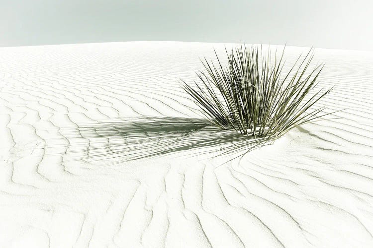 White Sands Dune | Vintage