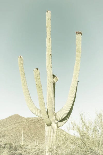 Saguaro National Park Giant Saguaro | Vintage by Melanie Viola art print