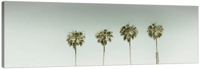 Panoramic Vintage Palm Trees Canvas Art Print - Nature Panoramics