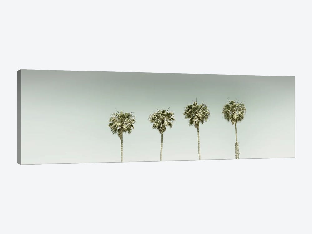 Panoramic Vintage Palm Trees by Melanie Viola 1-piece Canvas Wall Art