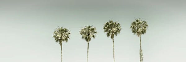 California: Panoramic Vintage Palm Trees by Melanie Viola