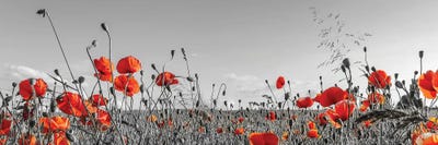 Lovely Poppy Field | Panoramic View by Melanie Viola acrylic art print