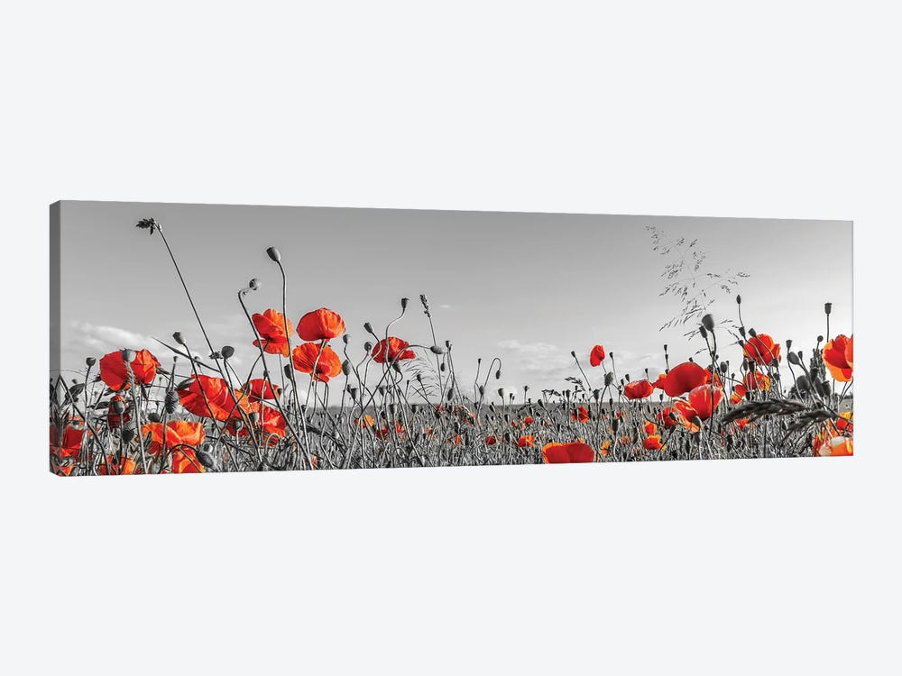 Lovely Poppy Field | Panoramic View by Melanie Viola 1-piece Art Print