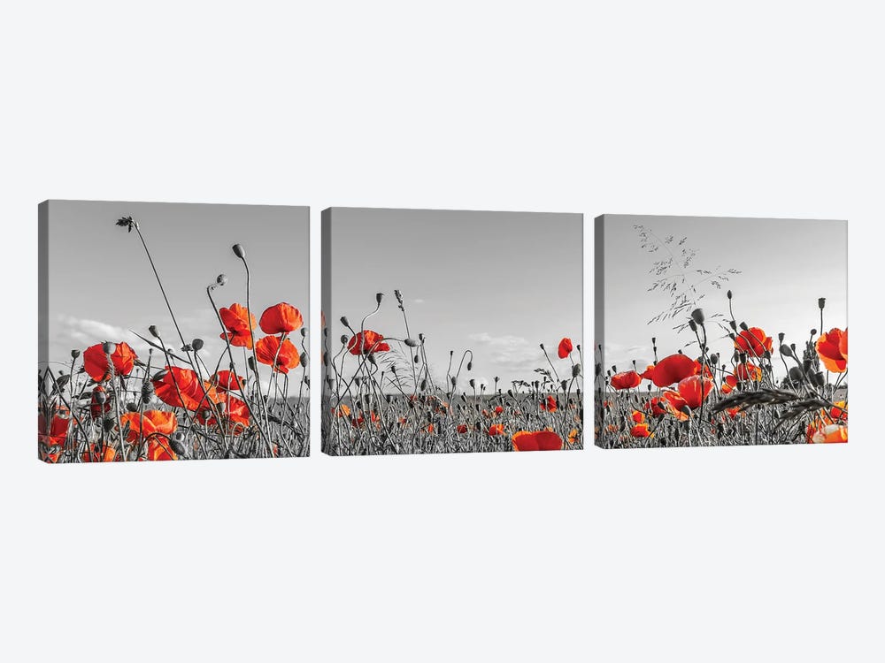 Lovely Poppy Field | Panoramic View by Melanie Viola 3-piece Canvas Print