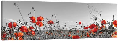 Lovely Poppy Field | Panoramic View Canvas Art Print - Poppy Art