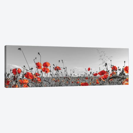 Lovely Poppy Field | Panoramic View Canvas Print #MEV567} by Melanie Viola Canvas Wall Art