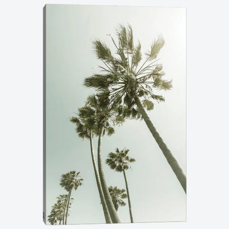 Vintage Palm Trees In The Sun Canvas Print #MEV569} by Melanie Viola Canvas Print