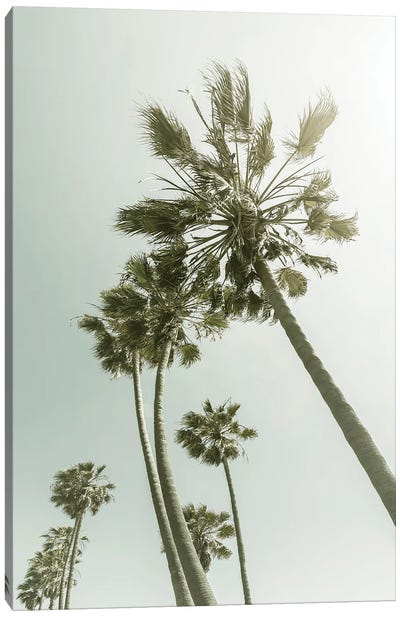 Vintage Palm Trees In The Sun Canvas Art Print - Melanie Viola