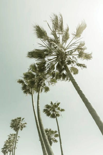 Vintage Palm Trees In The Sun