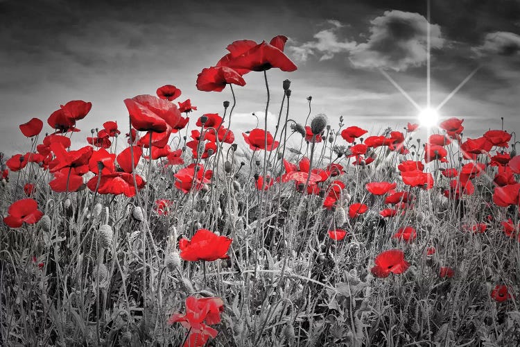 Idyllic Field Of Poppies With Sun