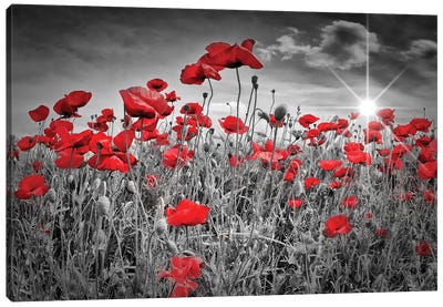 Idyllic Field Of Poppies With Sun Canvas Art Print - Black, White & Red Art