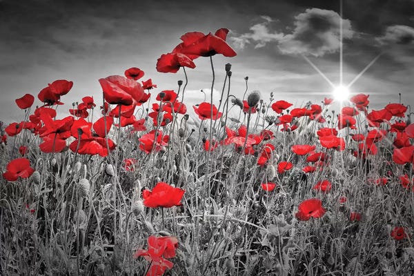 Wildflowers: Idyllic Field Of Poppies With Sun by Melanie Viola