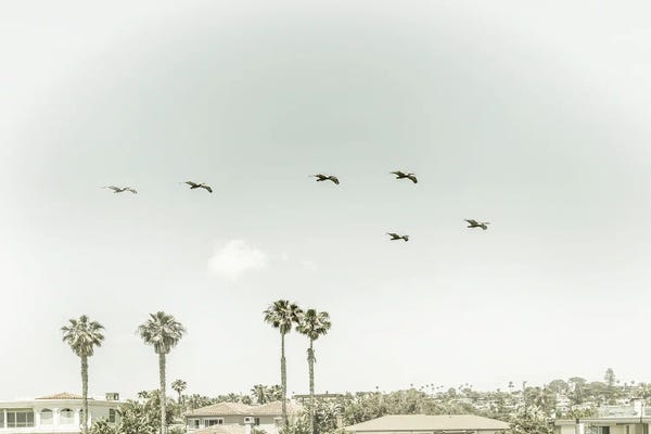 San Diego: Above The Rooftops Of San Diego | Vintage by Melanie Viola