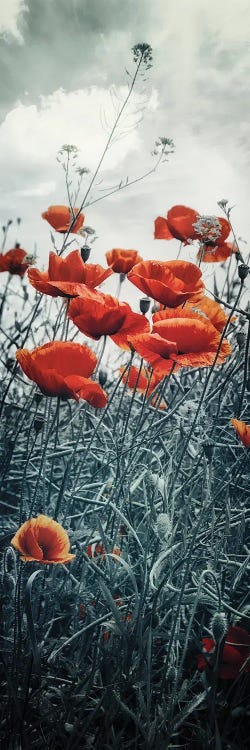 Lovely Poppy Field | Vertical Panorama by Melanie Viola wall art