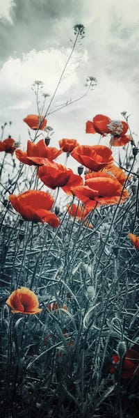 Wildflowers: Lovely Poppy Field | Vertical Panorama by Melanie Viola