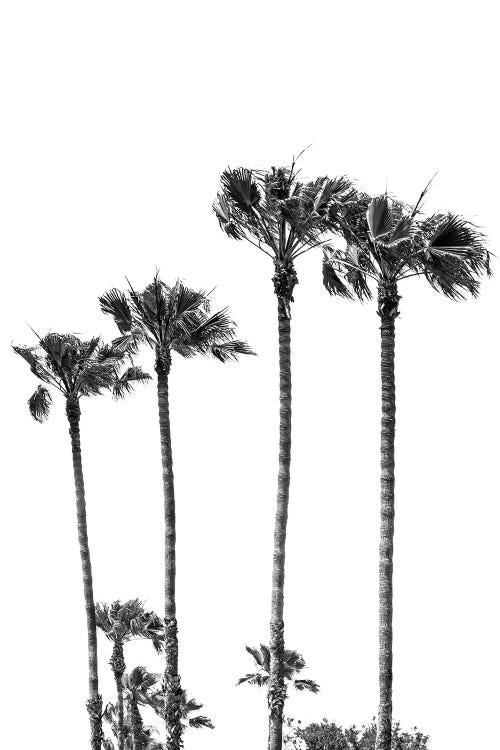 Palm Trees At The Beach | Black&White by Melanie Viola wall art