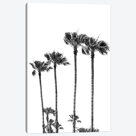 Palm Trees At The Beach | Black&White Canvas Print #MEV575} by Melanie Viola Canvas Print
