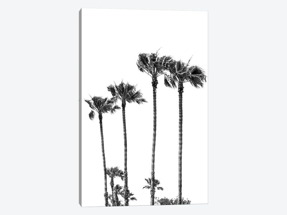 Palm Trees At The Beach | Black&White by Melanie Viola 1-piece Canvas Wall Art