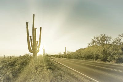 Saguaro National Park Setting Sun by Melanie Viola canvas print