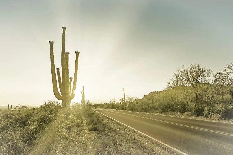 Saguaro National Park Setting Sun by Melanie Viola wall art