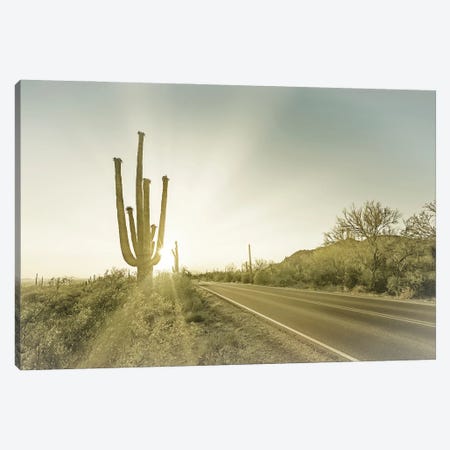 Saguaro National Park Setting Sun Canvas Print #MEV583} by Melanie Viola Art Print