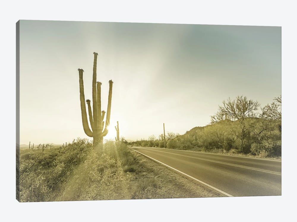 Saguaro National Park Setting Sun by Melanie Viola 1-piece Art Print