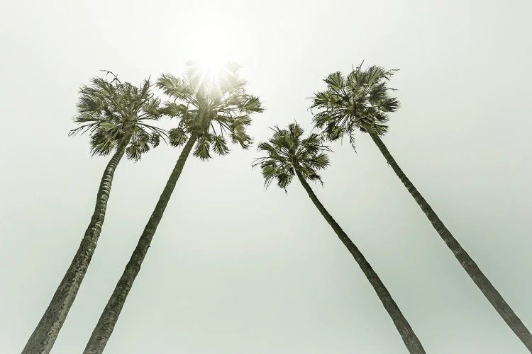 Lovely VIntage Palm Trees In The Sun