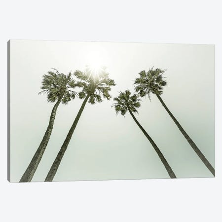 Lovely VIntage Palm Trees In The Sun Canvas Print #MEV584} by Melanie Viola Canvas Art