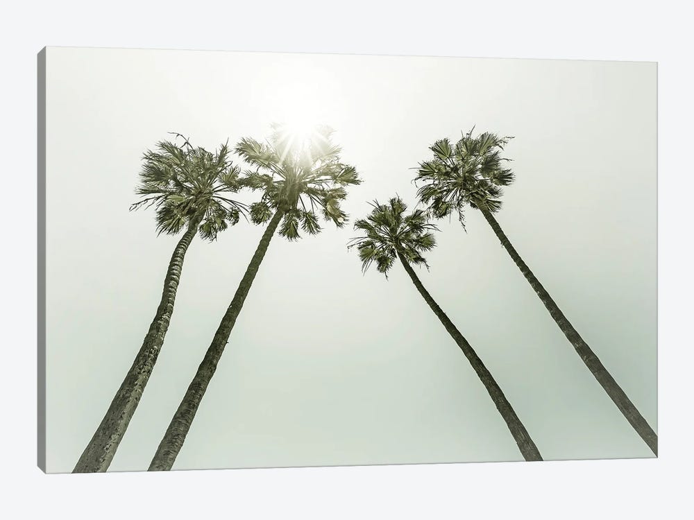 Lovely VIntage Palm Trees In The Sun by Melanie Viola 1-piece Canvas Wall Art