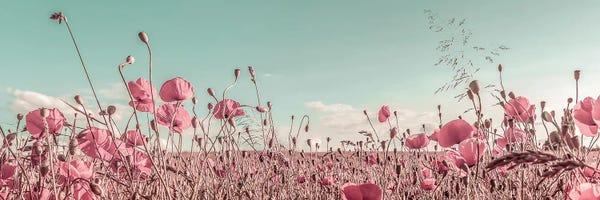 Black & White Florals: Lovely Poppy Field | Vintage by Melanie Viola