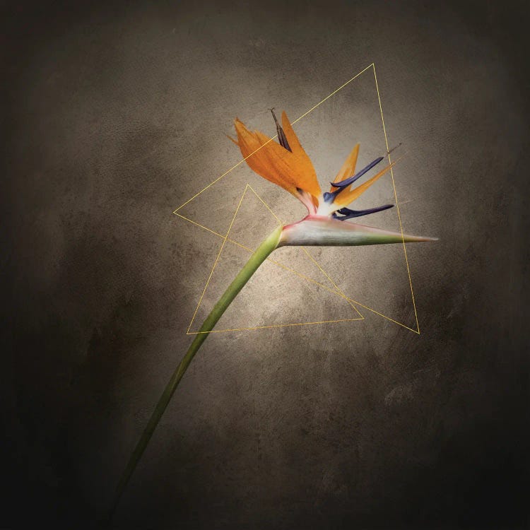Graceful Flower - Strelitzia | Vintage Style Gold by Melanie Viola wall art