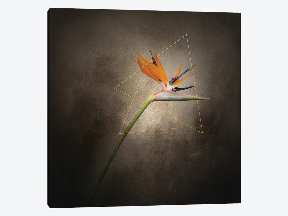 Graceful Flower - Strelitzia | Vintage Style Gold by Melanie Viola 1-piece Canvas Artwork