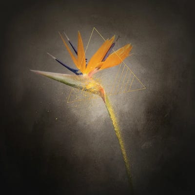 Lovely Flower - Strelitzia | Vintage Style Gold by Melanie Viola canvas print